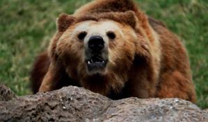 El norte de Eslovaquia registra nuevos ataques de osos pardos