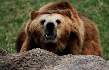 El norte de Eslovaquia registra nuevos ataques de osos pardos