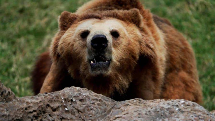 El norte de Eslovaquia registra nuevos ataques de osos pardos