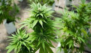 El consumo de marihuana recreativa en Florida será sometido a voto en noviembre