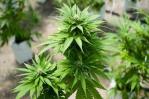 ¿Qué significa la reclasificación de la marihuana para Estados Unidos? ¿Qué significa la reclasificación de la marihuana para Estados Unidos?