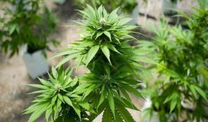 ¿Qué significa la reclasificación de la marihuana para Estados Unidos?