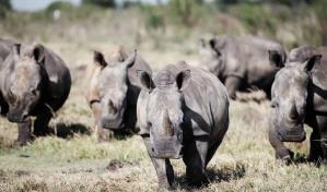 Namibia alerta sobre la caza furtiva de 28 rinocerontes en tres meses