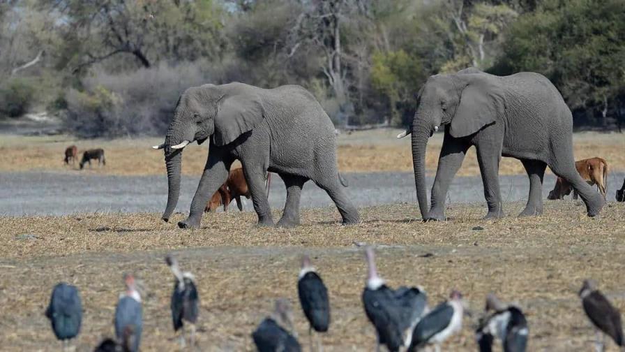 Botsuana amenaza con enviar 20,000 elefantes a Alemania