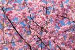 Los cerezos florecen cada vez más pronto en Japón por culpa del cambio climático