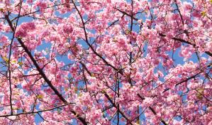 Los cerezos florecen cada vez más pronto en Japón por culpa del cambio climático