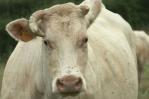 EEUU detecta su primer caso humano de gripe aviar transmitido por una vaca lechera EEUU detecta su primer caso humano de gripe aviar transmitido por una vaca lechera