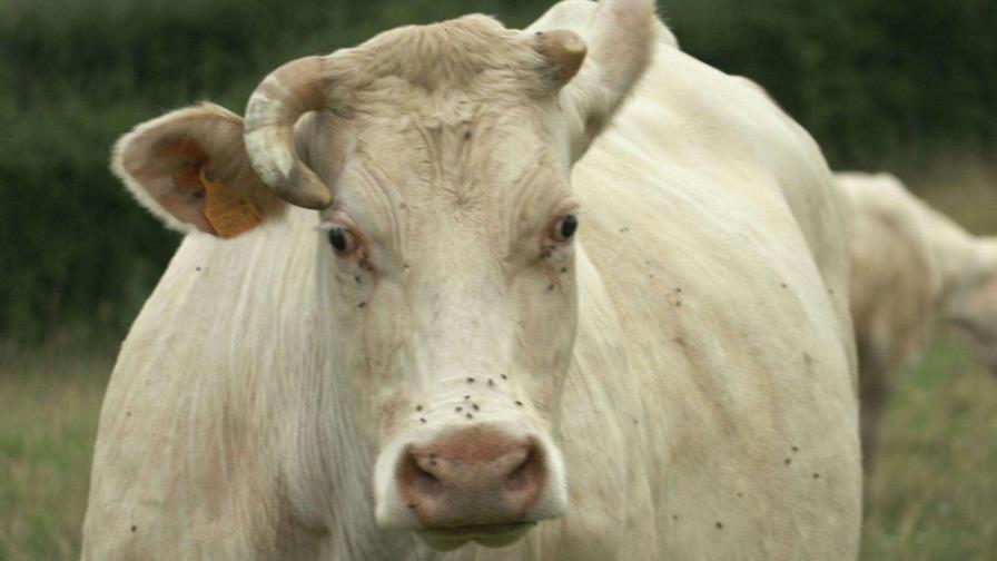 EEUU detecta su primer caso humano de gripe aviar transmitido por una vaca lechera