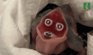 El Zoológico de Miami da la bienvenida a su primera cría de ave cúa crestado