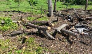 Condenan a dos años de prisión a haitiano acusado de corte y quema de árboles en El Seibo