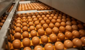 El mayor productor de huevos en EEUU detiene la producción en Texas debido a la gripe aviar