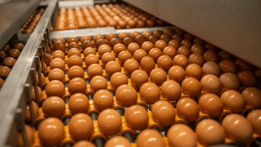 El mayor productor de huevos en EEUU detiene la producción en Texas debido a la gripe aviar