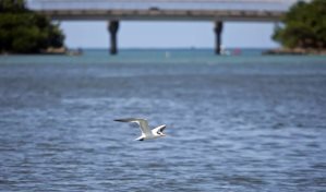 Inicia dragado en puerto de Puerto Rico; ambientalistas advierten amenaza a tortugas y corales