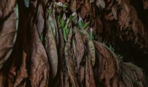 El cultivo de tabaco, una actividad que dinamiza econom&iacute;as locales en Venezuela