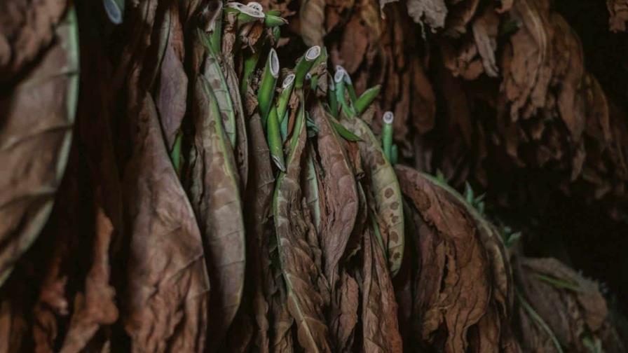 El cultivo de tabaco, una actividad que dinamiza economías locales en Venezuela