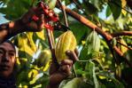 El auge del cacao en América Latina: oportunidades y desafíos en un mercado en evolución