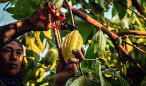 El auge del cacao en América Latina: oportunidades y desafíos en un mercado en evolución