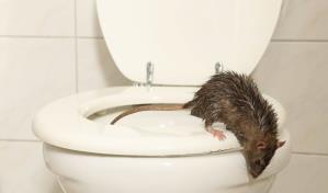 Hombre fue hospitalizado tras mordedura de rata en el baño