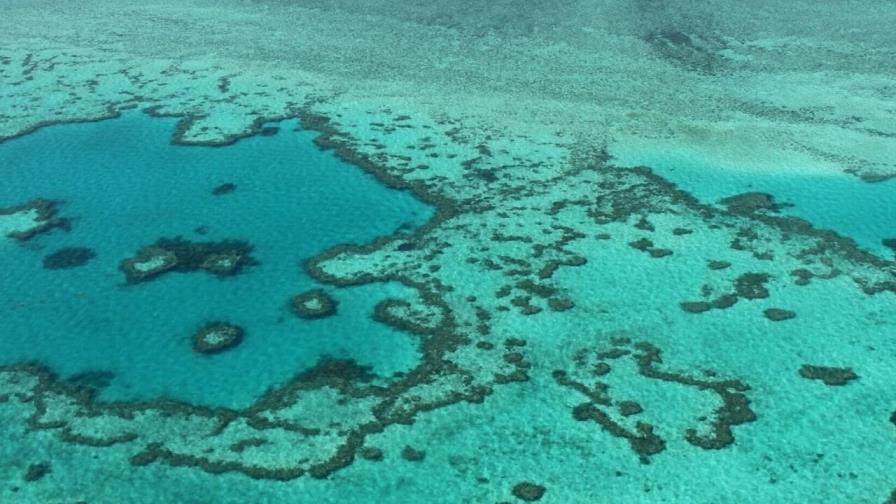 La Gran Barrera de Coral: un calentamiento continuo amenazaría también sus zonas profundas