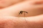 Cuba prueba una técnica para reducir población del mosquito transmisor del dengue