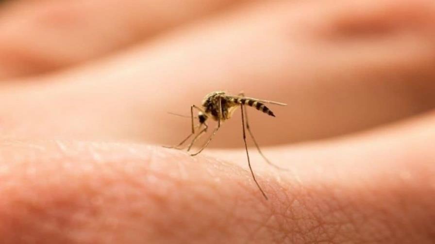 OMS advierte del aumento del dengue: 8 millones de casos en cuatro meses