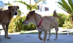 Al menos 50 personas han sido mordidas por perros en Santiago en lo que va de año
