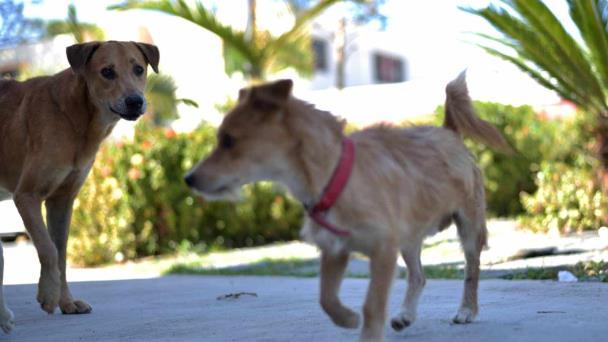 Al menos 50 personas han sido mordidas por perros en Santiago en lo que va de año