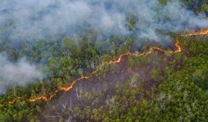 Los incendios en las selvas maduras de la Amazonía aumentaron un 152 % en 2023