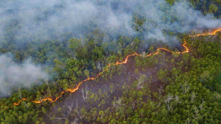 Los incendios en las selvas maduras de la Amazonía aumentaron un 152 % en 2023