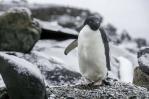 Científicos creen que miles de pingüinos antárticos murieron por un brote de gripe aviar