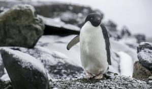 Científicos creen que miles de pingüinos antárticos murieron por un brote de gripe aviar