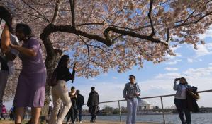 Japón regalará 250 cerezos a EE. UU. para reemplazar los cientos que serán talados por obras