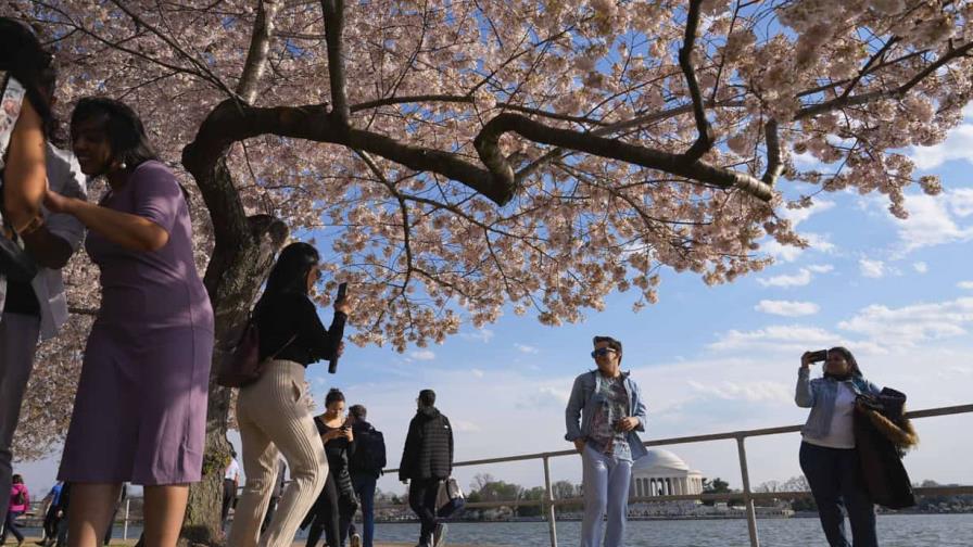 Japón regalará 250 cerezos a EE. UU. para reemplazar los cientos que serán talados por obras