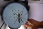 Investigadores de Brasil usan a los mosquitos como caballos de Troya contra el dengue