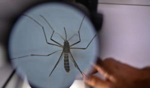Investigadores de Brasil usan a los mosquitos como caballos de Troya contra el dengue