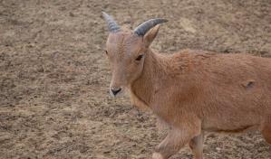Nacen dos antílopes en el Zoológico Nacional y buscan nombres