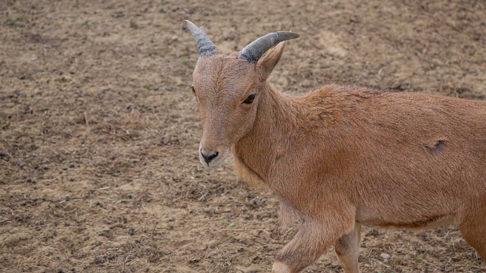 Nace una cebra de Grant en el Zoológico Nacional