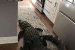Mujer de Florida encuentra un caimán de casi ocho pies en su cocina Mujer de Florida encuentra un caimán de casi ocho pies en su cocina