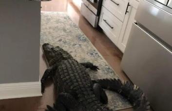 Mujer de Florida encuentra un caimán de casi ocho pies en su cocina