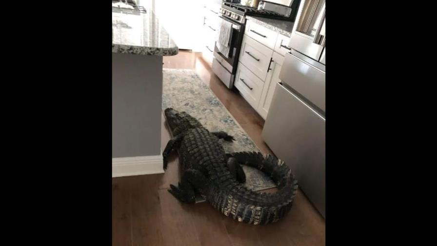 Mujer de Florida encuentra un caimán de casi ocho pies en su cocina