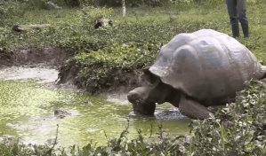 La cedrela es una especie que amenaza la migración de las tortugas gigantes de Galápagos