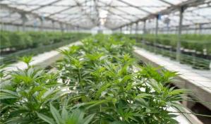 Detienen en República Dominicana al jefe de una estafa internacional con cannabis
