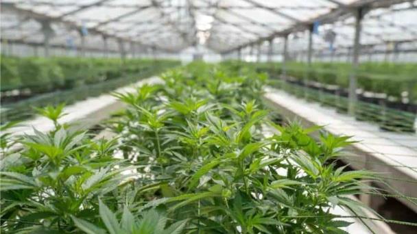 Detienen en República Dominicana al jefe de una estafa internacional con cannabis