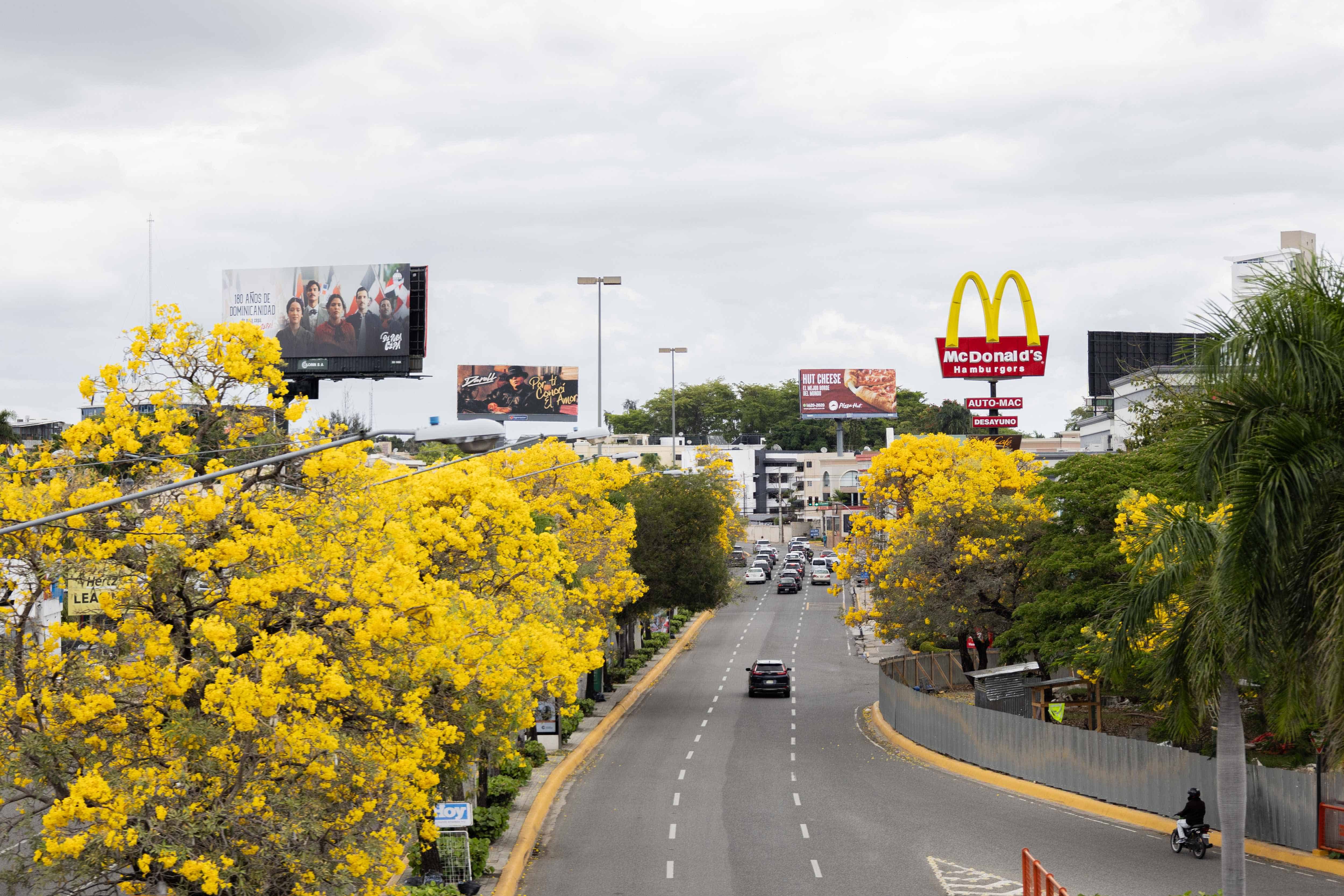 Varias calles y avenidas tienen este árbol.