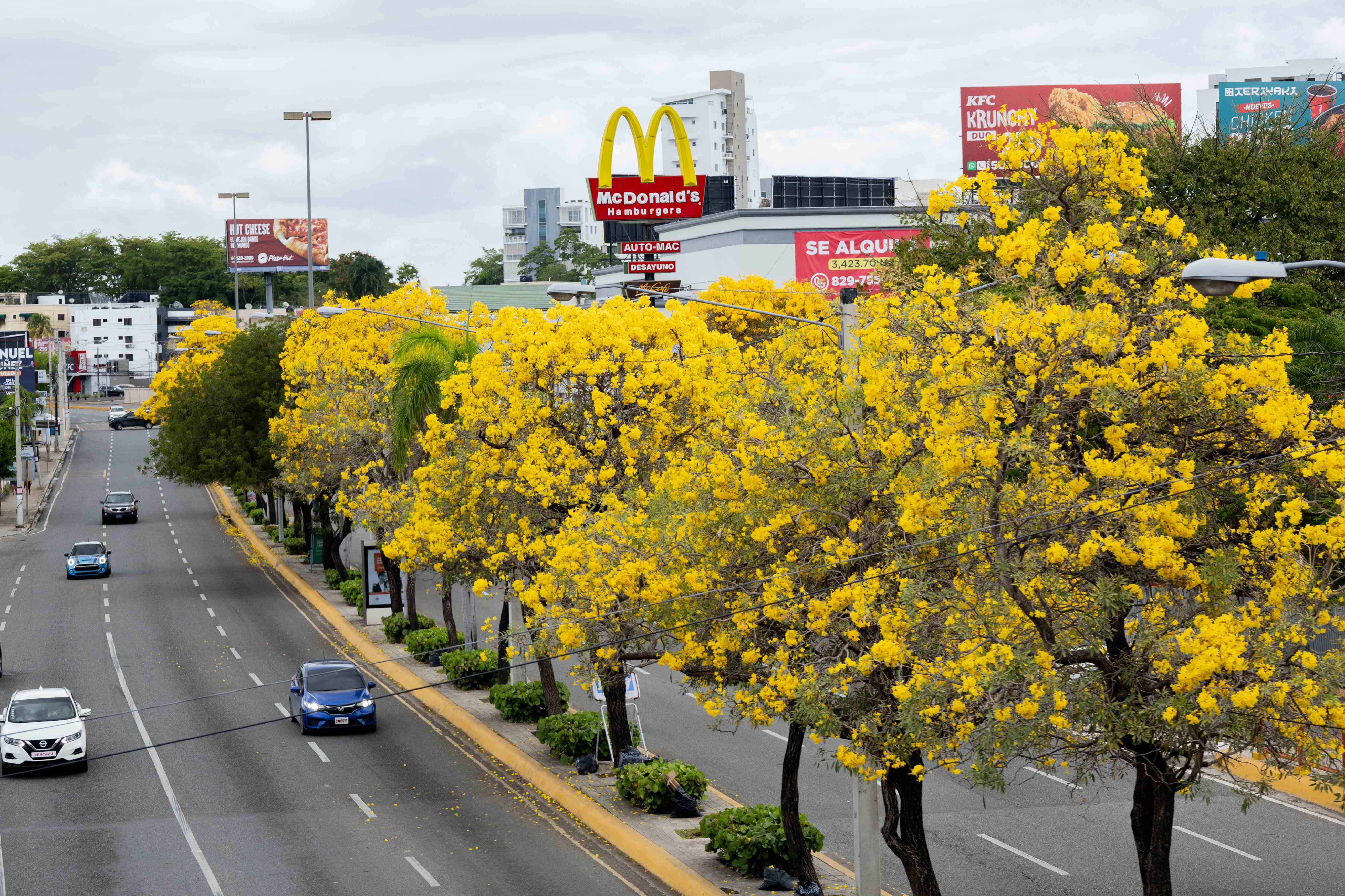 Un árbol de dura madera.