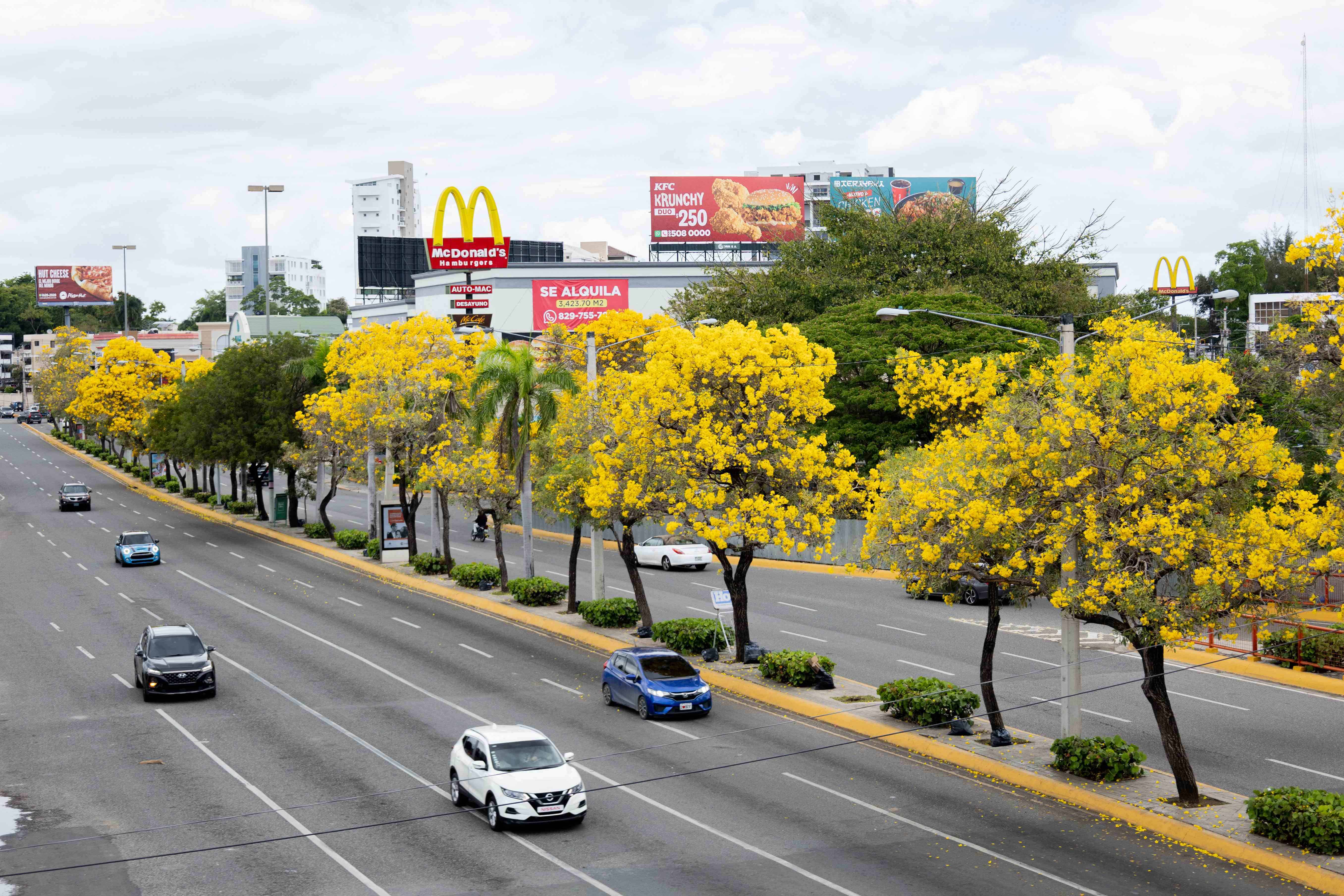 El árbol llama la atención por su colorido.