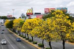 Vuelven a colorear la ciudad los robles amarillos Vuelven a colorear la ciudad los robles amarillos