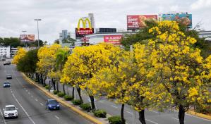Vuelven a colorear la ciudad los robles amarillos