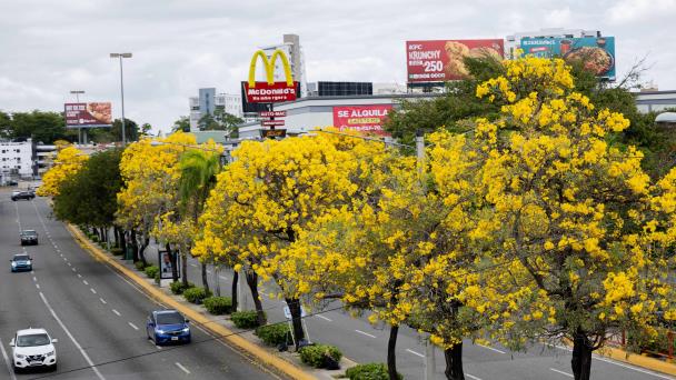 Vuelven a colorear la ciudad los robles amarillos
