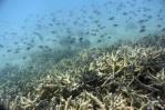 El mundo sufre un nuevo episodio masivo de blanqueamiento de corales El mundo sufre un nuevo episodio masivo de blanqueamiento de corales